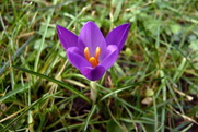 Krokus, heute