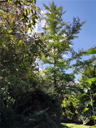 Ginkgo