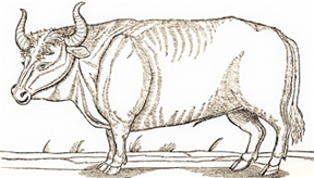 Urus sum (Siegmund Freiherr von Herberstein, 1556)